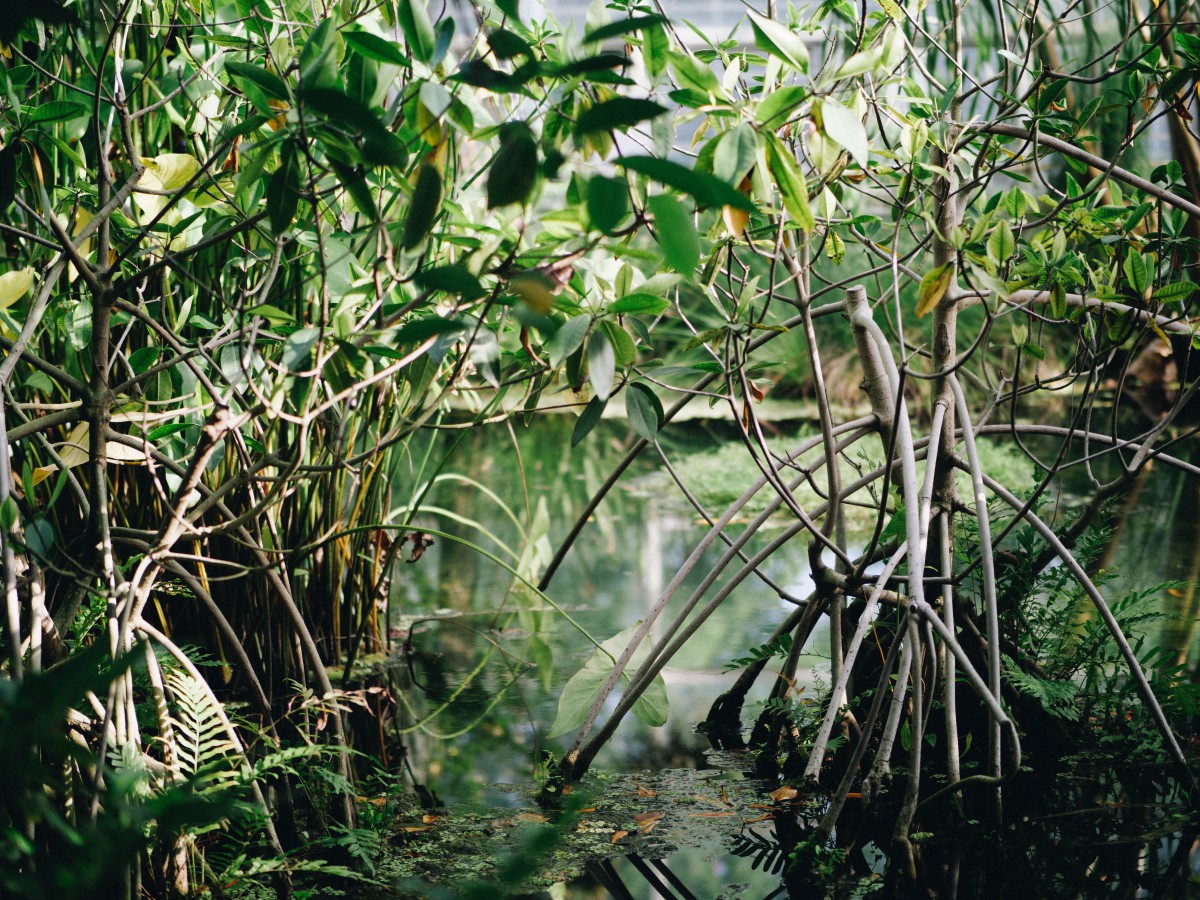 Una foresta di mangrovie