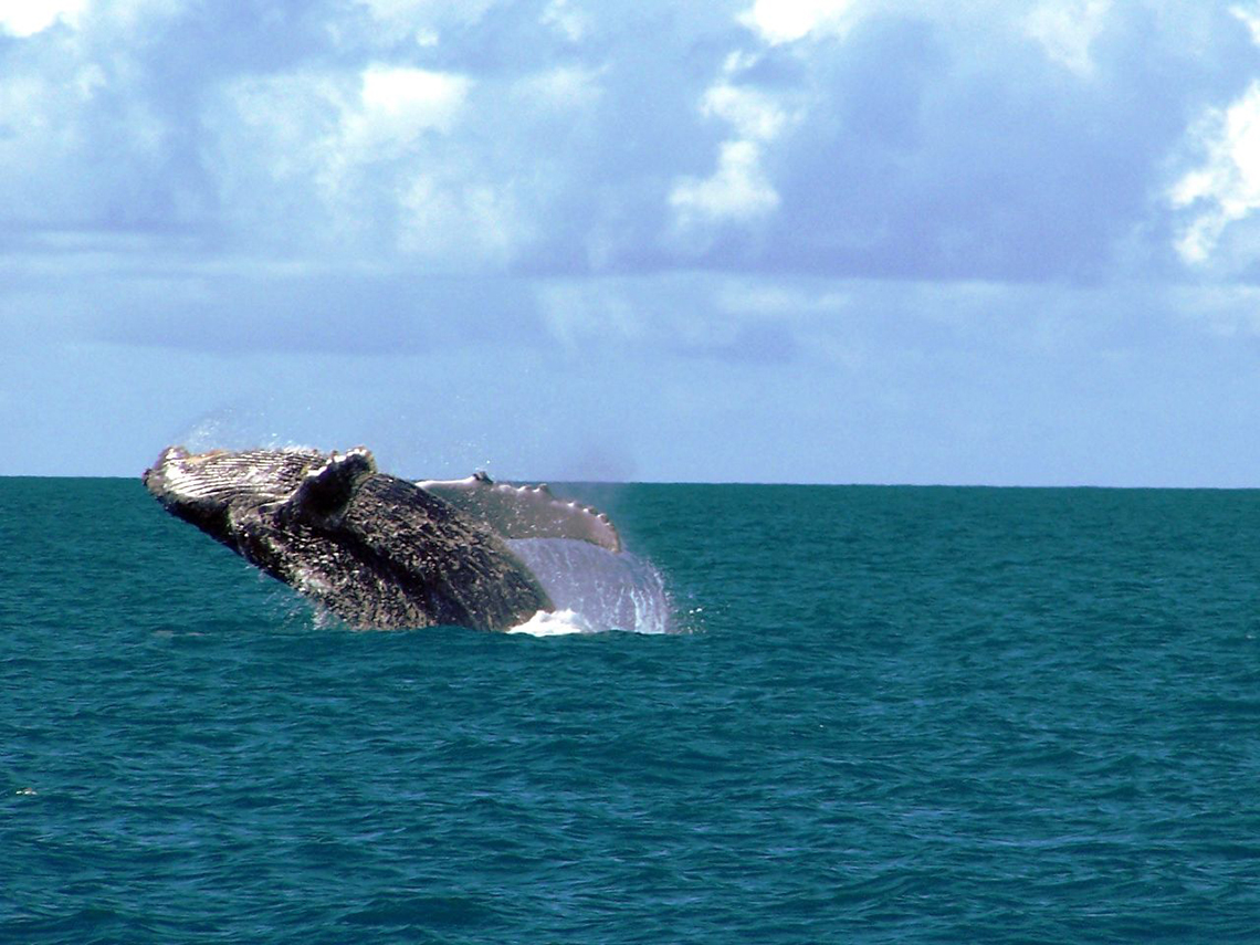 Arcipelago di Abrolhos, Brasile