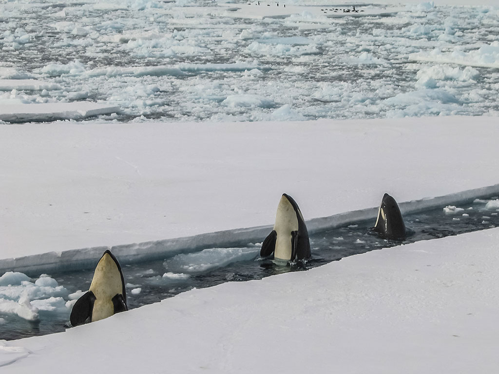 vietata la pesca commerciale nel mar glaciale artico