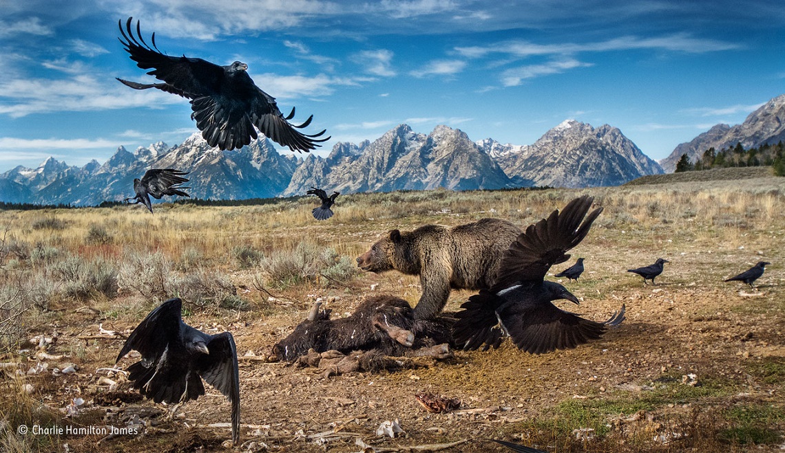 Le Piu Belle Foto Di Natura Del 16 I Vincitori Del Wildlife Photographer Of The Year Lifegate