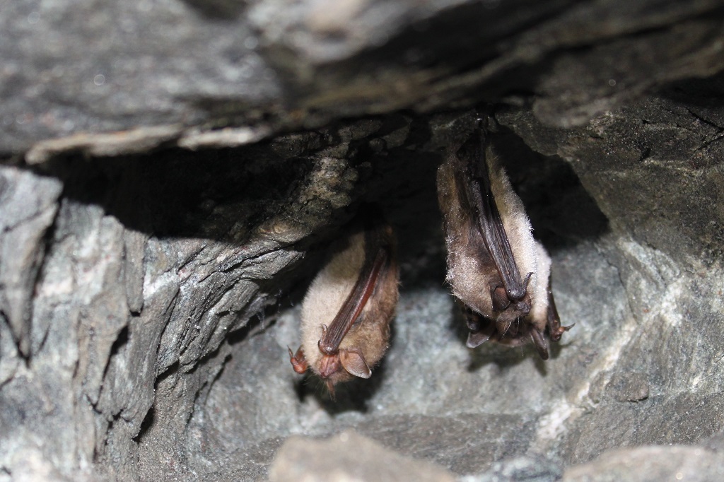 Gli Animali Nel Mondo Dei Sogni Lifegate