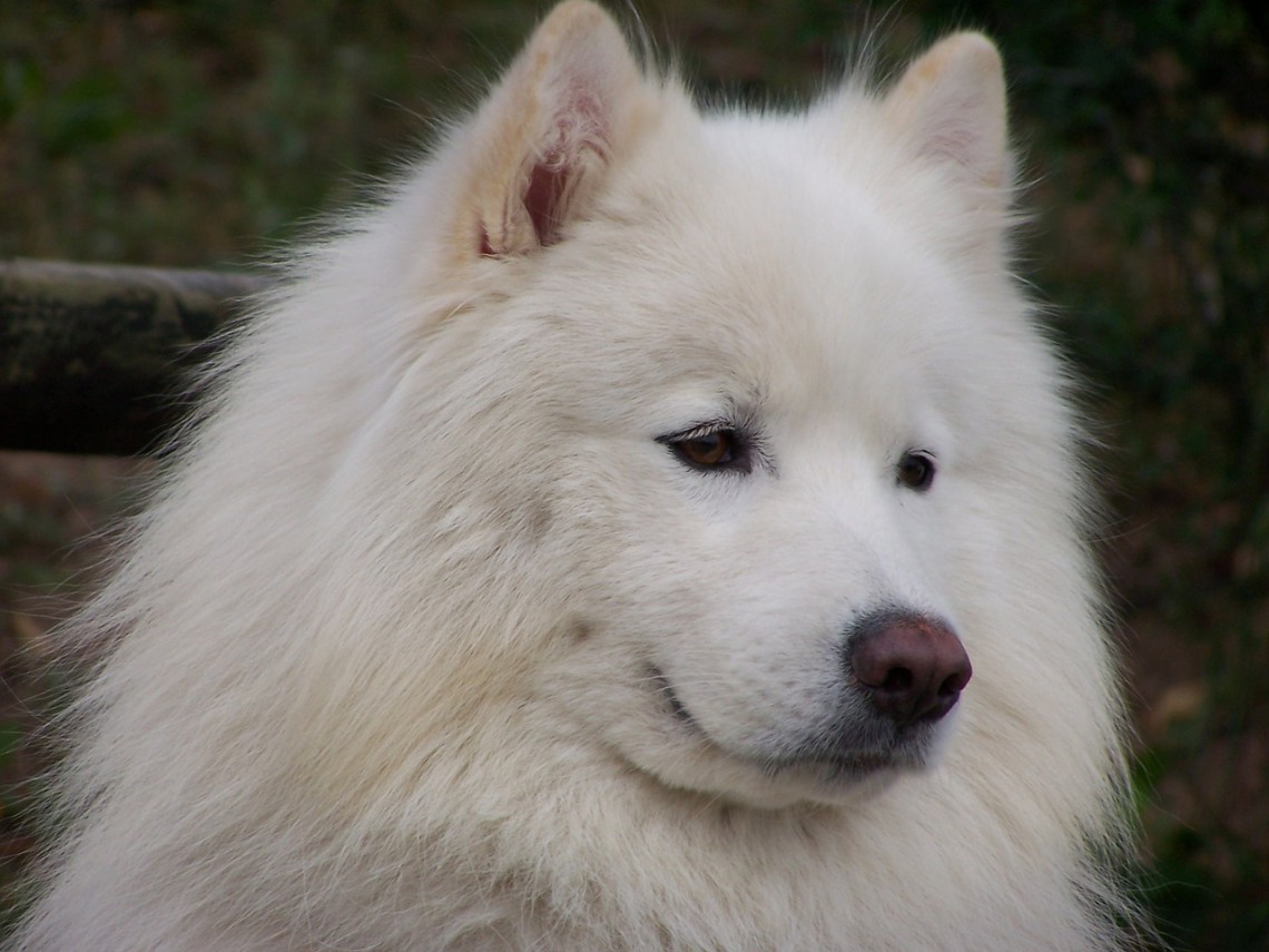 Di Che Razza E'il Cane Di Blanca