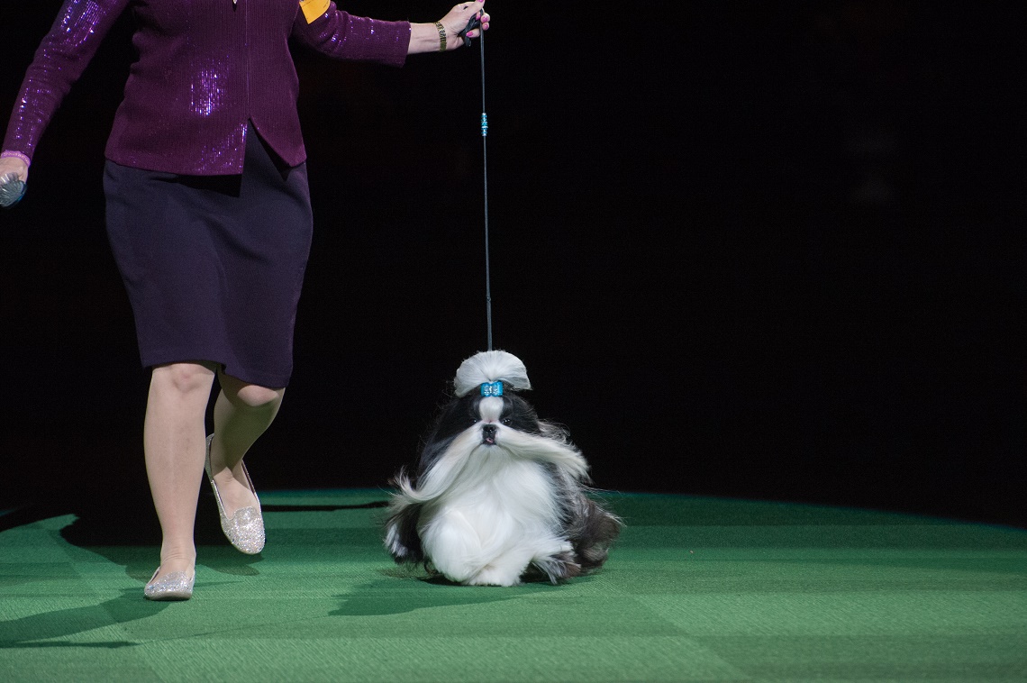 Lo Shih Tzu Il Leone In Miniatura Che Viene Dal Tibet Lifegate