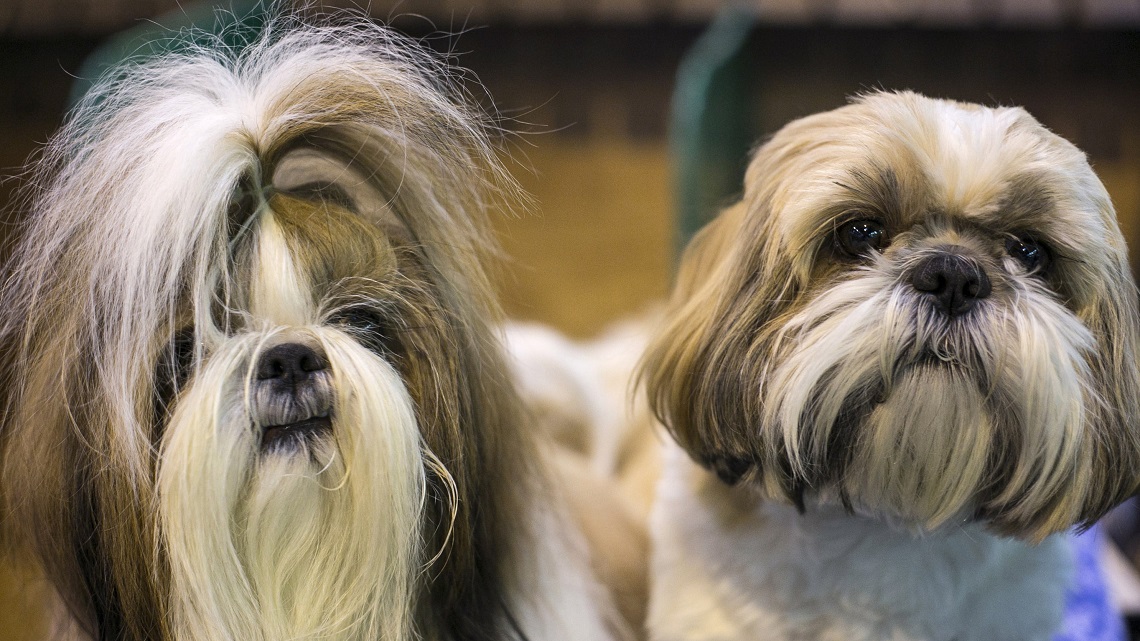 Lo Shih Tzu Il Leone In Miniatura Che Viene Dal Tibet