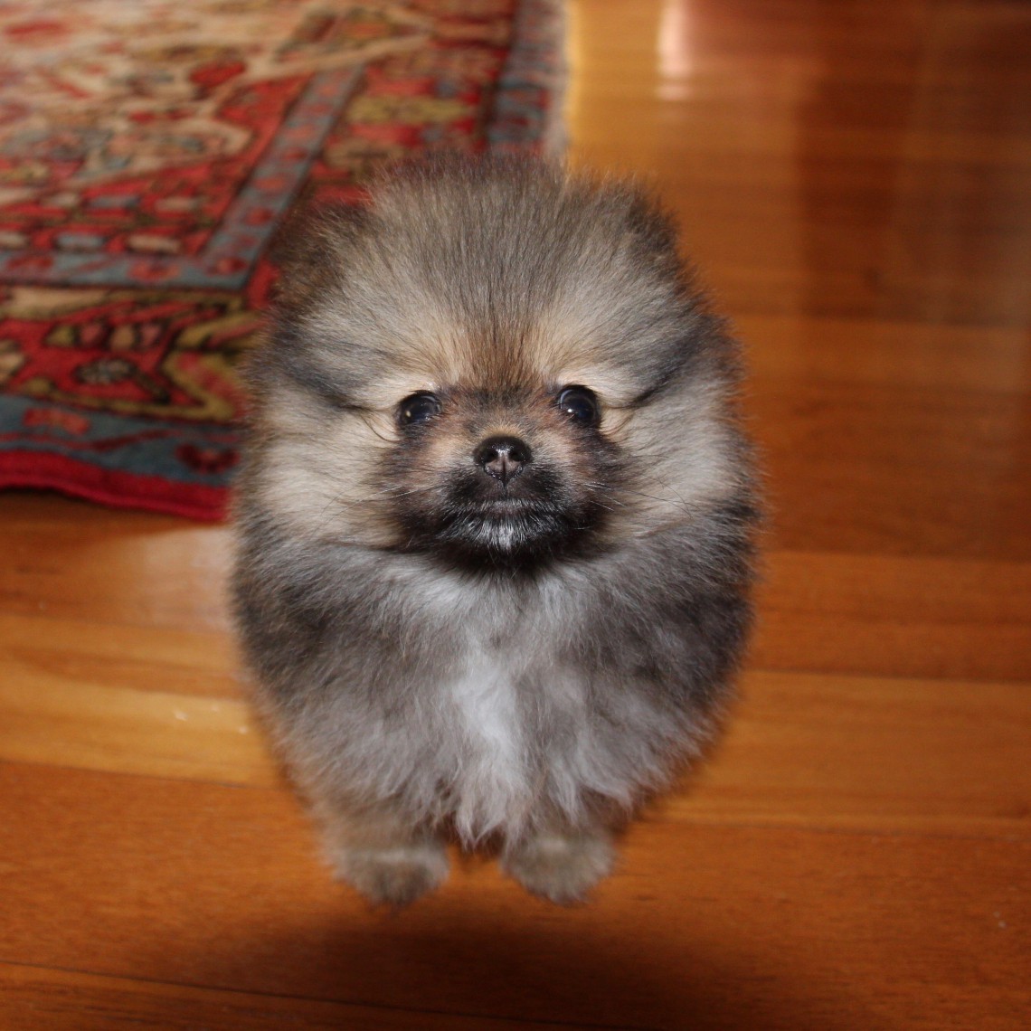 cane pomeranian