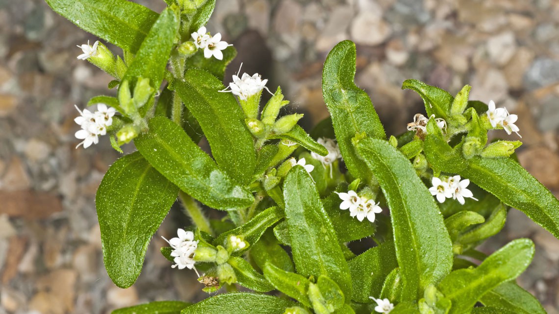 Stevia. Che cos'è e come si coltiva LifeGate