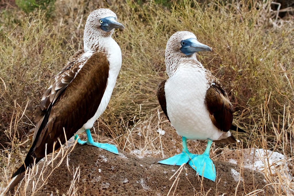 Alle Galápagos nasce il primo aeroporto alimentato dal sole e dal ...