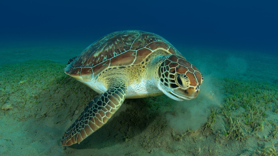 Proteggiamo Le Tartarughe Marine Anche Nelle Acque Italiane LifeGate