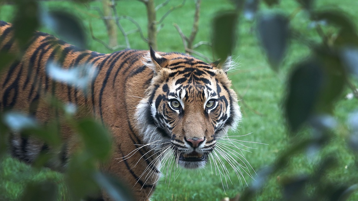 Thailandia, scoperta una nuova popolazione di rare tigri indocinesi