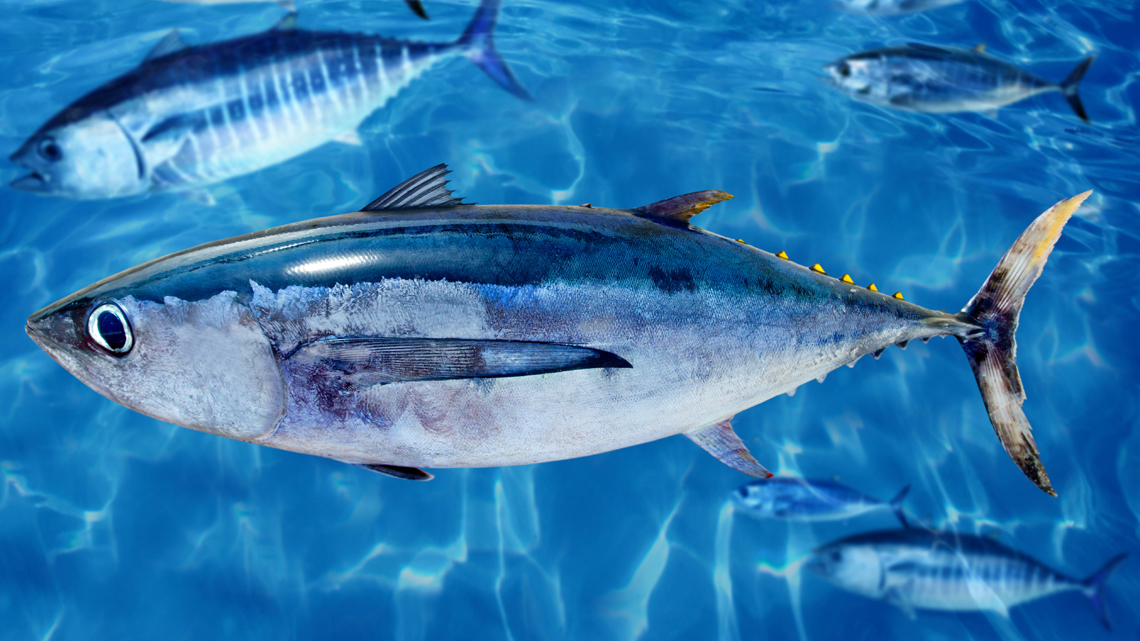 Una Bandierina Di Segnalazione Emerge Da Un Tratto Di Mare