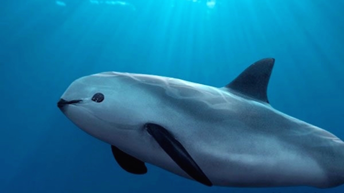 Il Cetaceo Con Un Lungo Dente Aguzzo
