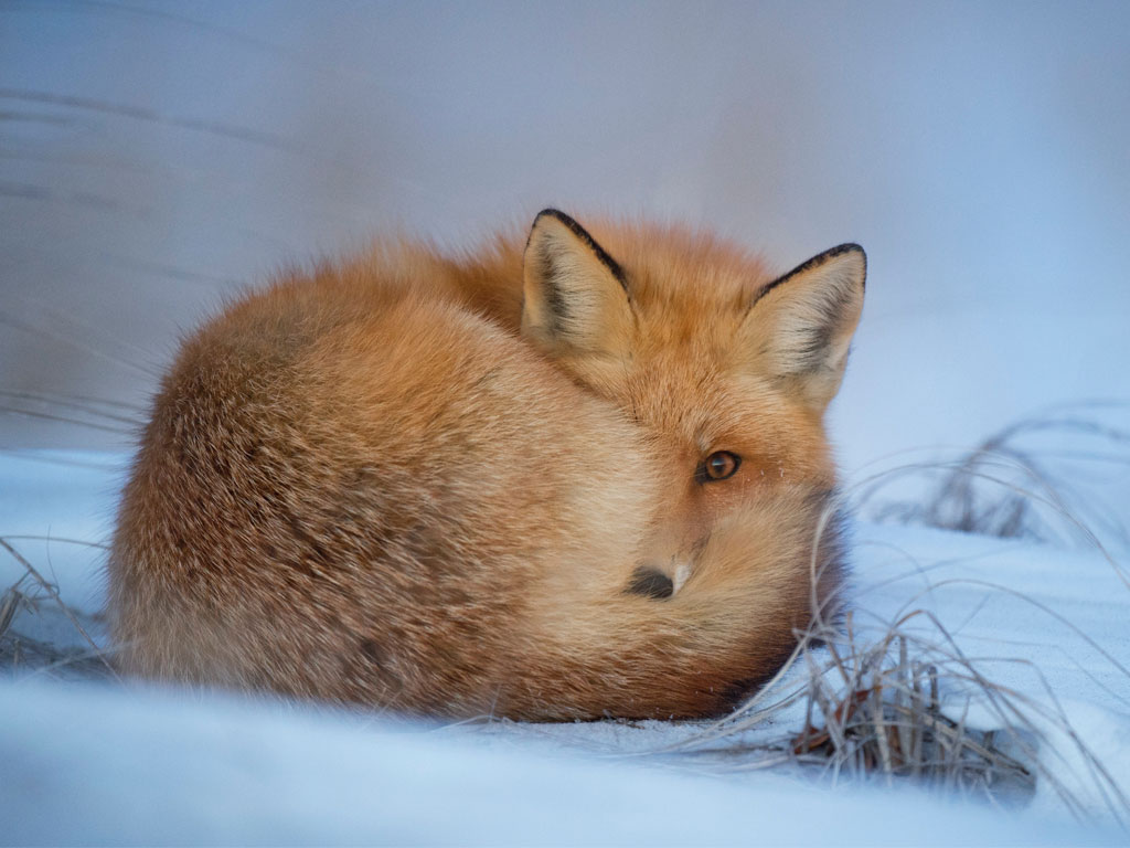 Cosa Centrano I Cambiamenti Climatici Con I Giorni Della Merla