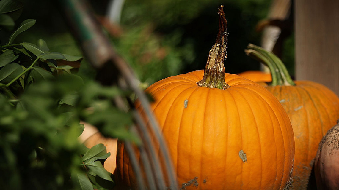 Zucca, proprietà, tipi, ricette  LifeGate
