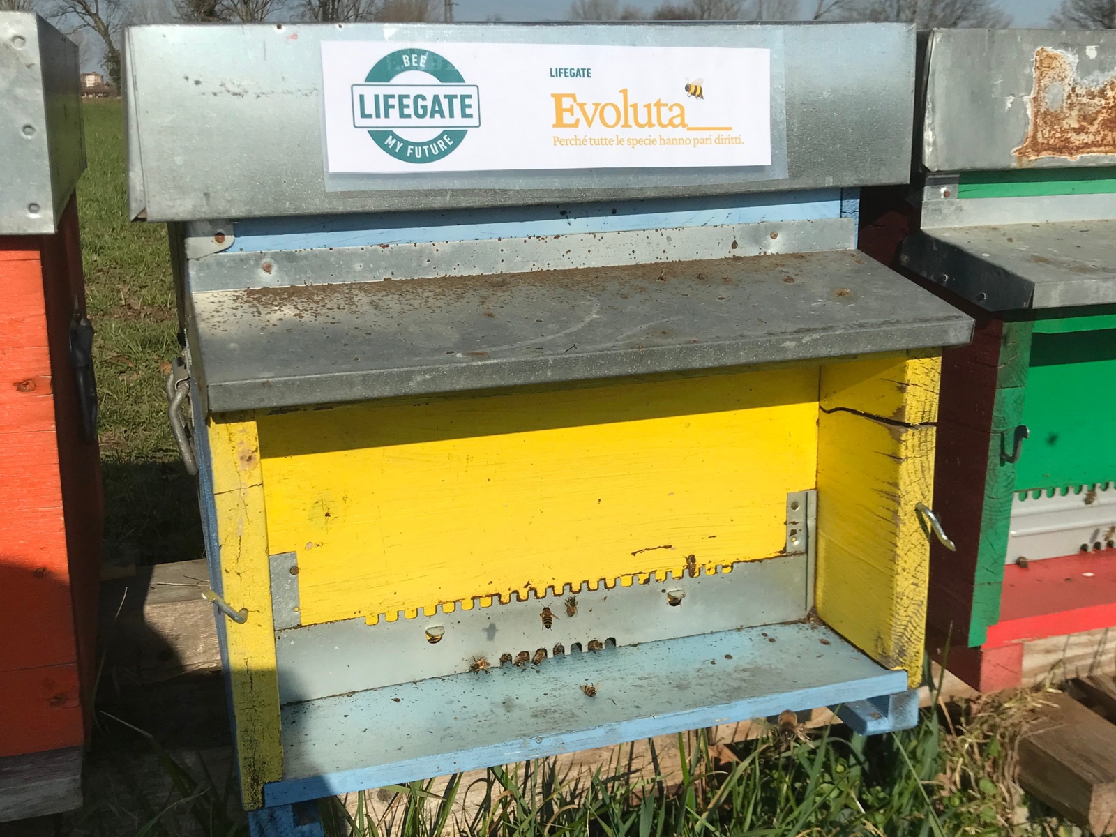 Bee my Future. Nel 2023, le api hanno nuovi alleati per proteggere la  biodiversità- LifeGate