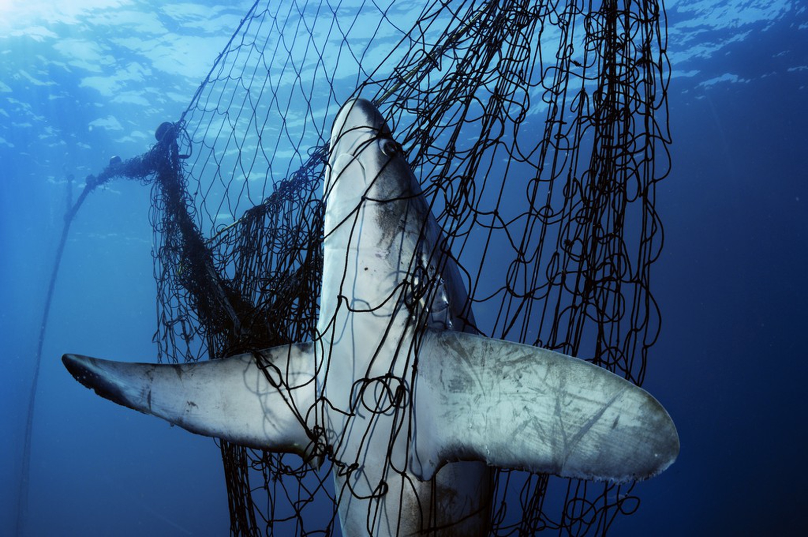 Un terzo della popolazione di squali e razze rischia l'estinzione a causa  della pesca - LifeGate